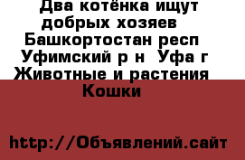 Два котёнка ищут добрых хозяев. - Башкортостан респ., Уфимский р-н, Уфа г. Животные и растения » Кошки   